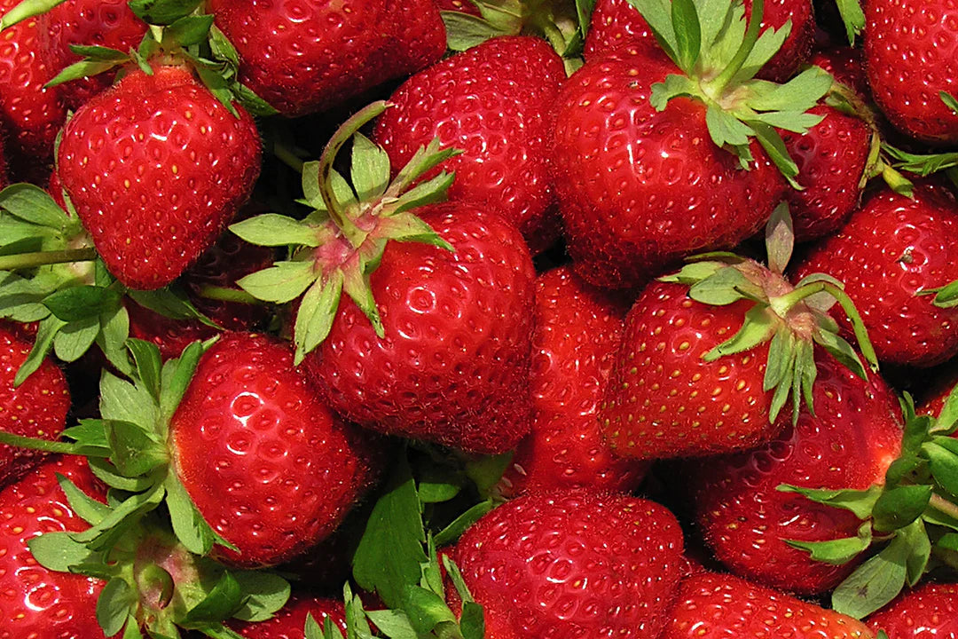 AC Wendy Strawberry Plants (25 Bare Root) – June-Bearing Variety – Early Season, Productive, Sweet Berries – Hardy Garden Fruit