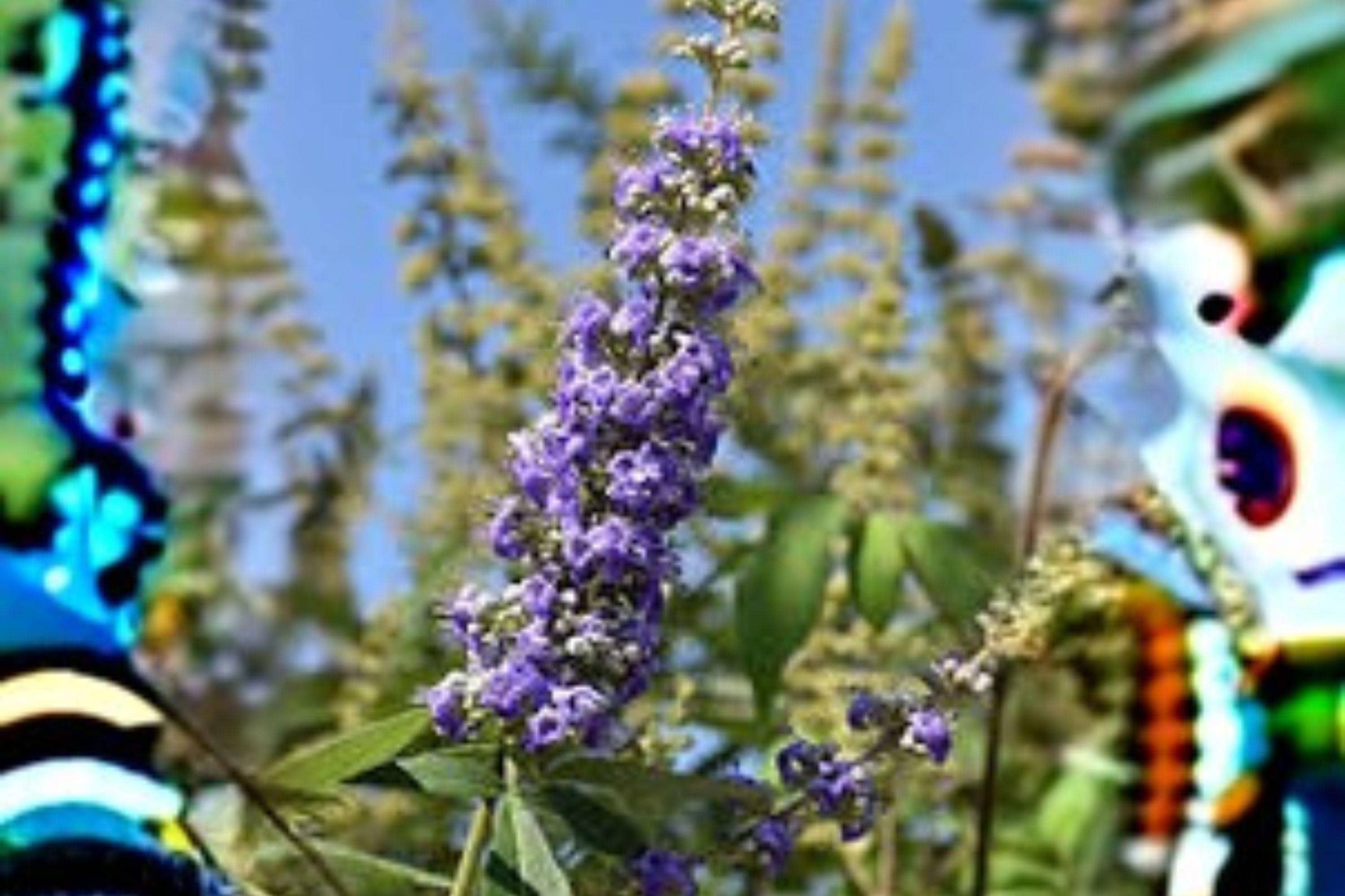 10 Seeds Vitex agnus-castus (Chaste Tree) – Fragrant Flowering Shrub ...