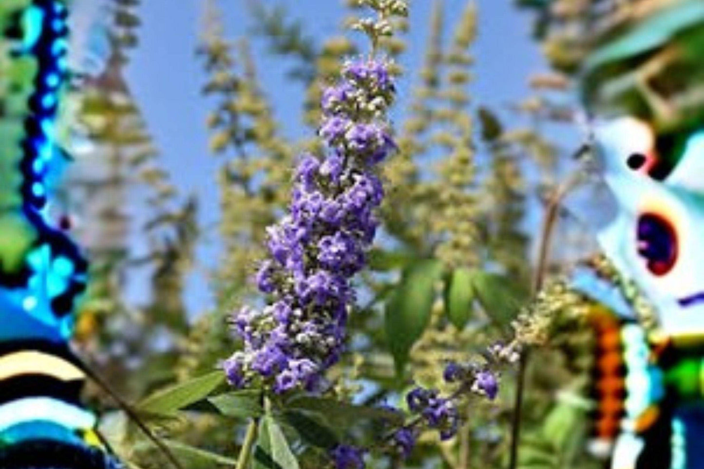 10 Seeds Vitex agnus-castus (Chaste Tree) – Fragrant Flowering Shrub, Pollinator Attracting Ornamental Plant