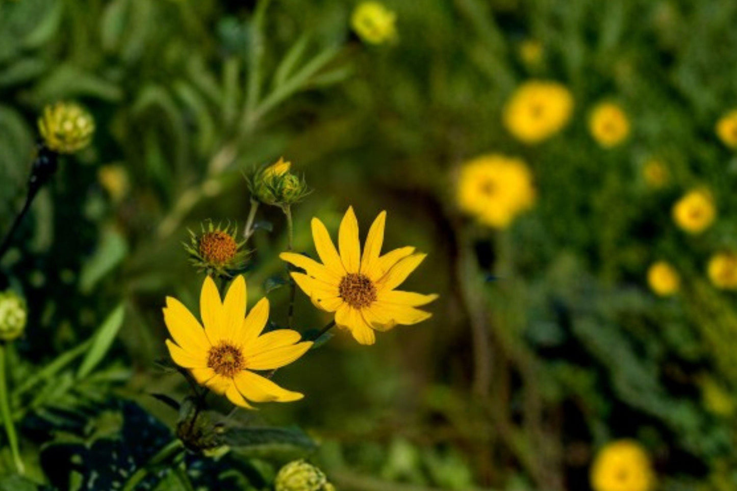 100 Swamp Sunflower Seeds – Helianthus angustifolius – Native Yellow Wildflower – Pollinator Plant