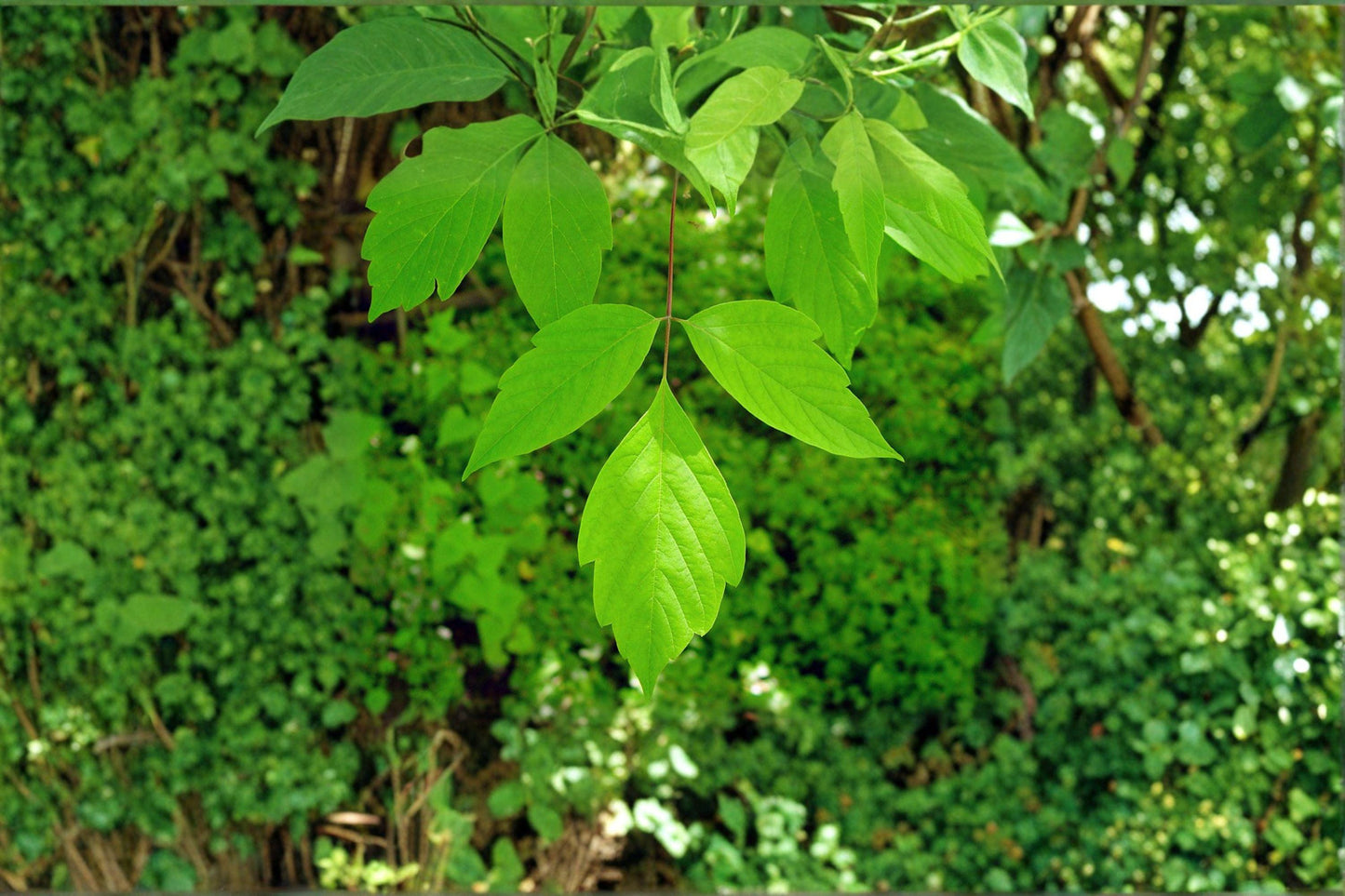10 Seeds for Planting Acer negundo – Boxelder Maple, Fast-Growing Hardy Shade Tree