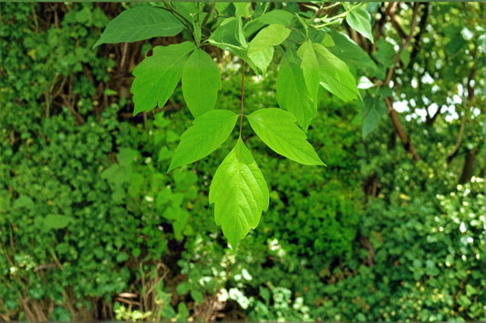 10 Seeds for Planting Acer negundo – Boxelder Maple, Fast-Growing Hardy Shade Tree