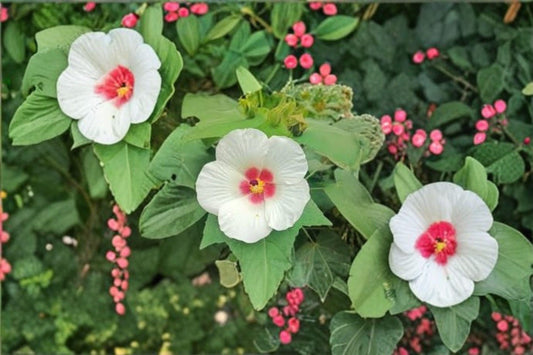 25 Hibiscus lasiocarpos Seeds – Woolly Rose Mallow – Native Wetland Flower