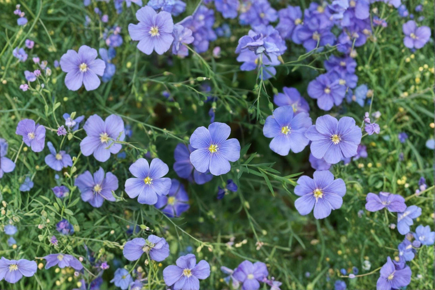 Perennial Blue Flax Seeds – Hardy Blue Wildflower, Pollinator Plant