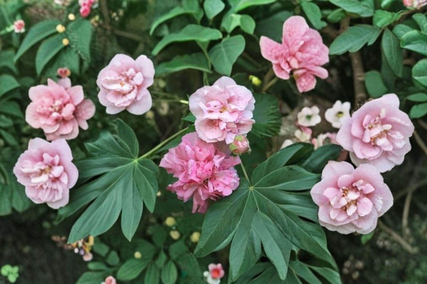 10 Hibiscus paramutabilis Seeds – False Confederate Rose – Hardy Garden Shrub