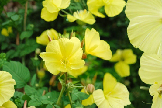 100 mg Primrose Evening Seeds (Oenothera biennis) – Bright Yellow Wildflower for Pollinator & Cottage Gardens