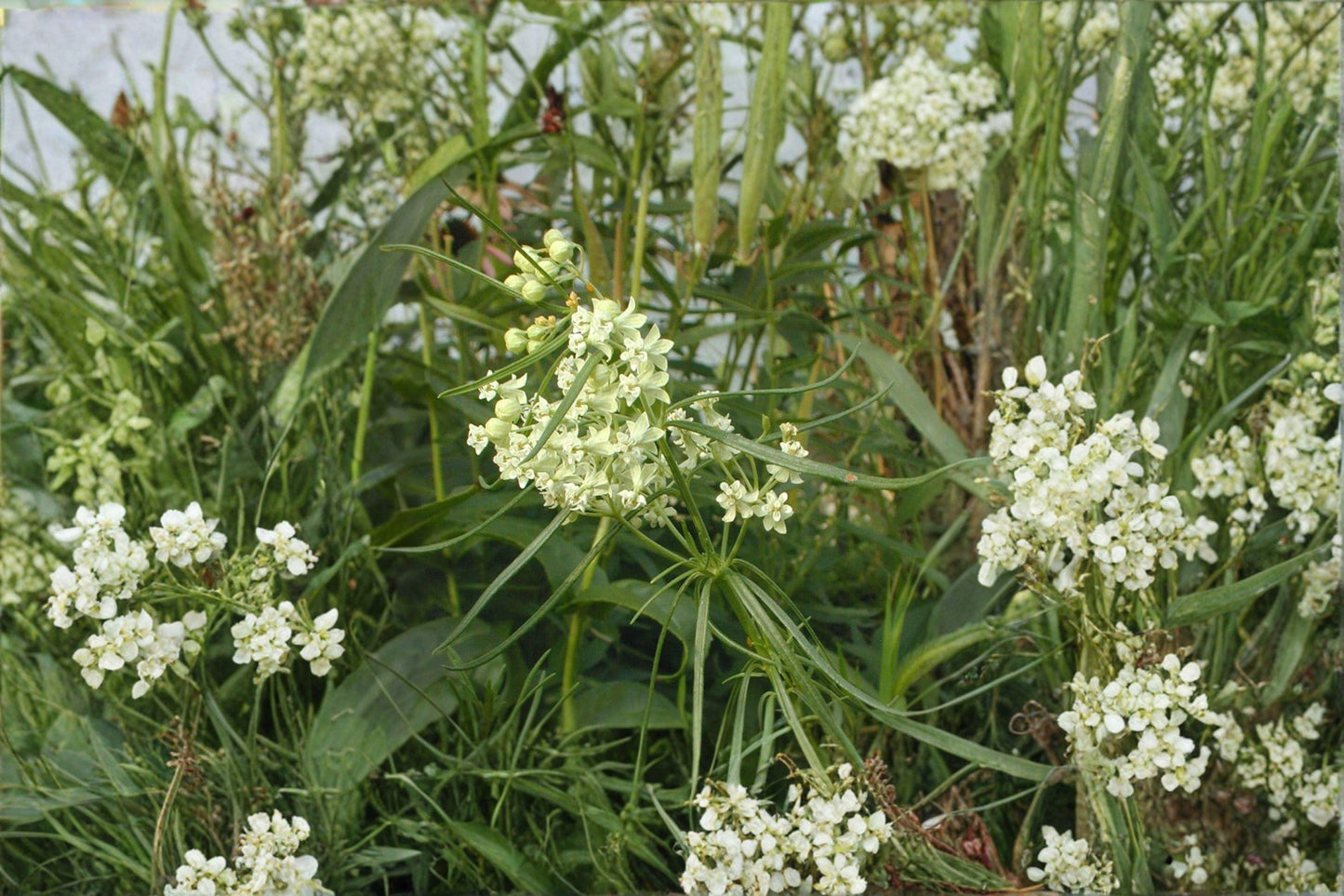 30 Whorled Milkweed Seeds – Asclepias verticillata – Monarch Butterfly Plant