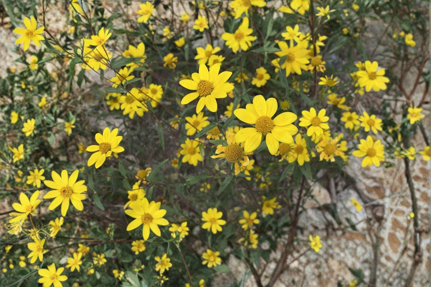100 Showy Goldeneye Seeds – Heliomeris multiflora – Native Wildflower – Drought Tolerant – Yellow Blooms