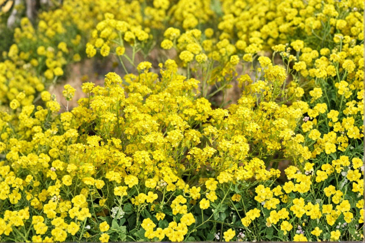 100 Basket of Gold Seeds – Alyssum saxatile – Yellow Rock Garden Flower – Hardy Perennial
