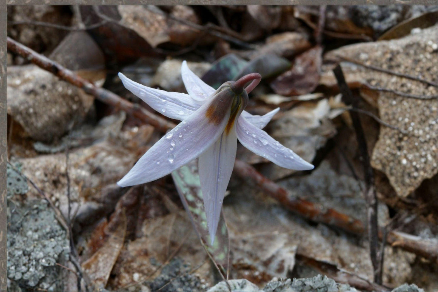 5 White Trout Lily Seeds – Erythronium albidum – Native Woodland Wildflower – Spring Ephemeral