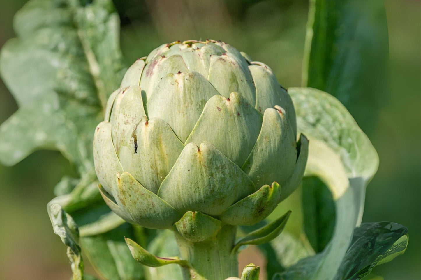 10 Artichoke Green Globe Seeds – Heirloom Vegetable Plant, Perennial Garden Edible, Easy Growing