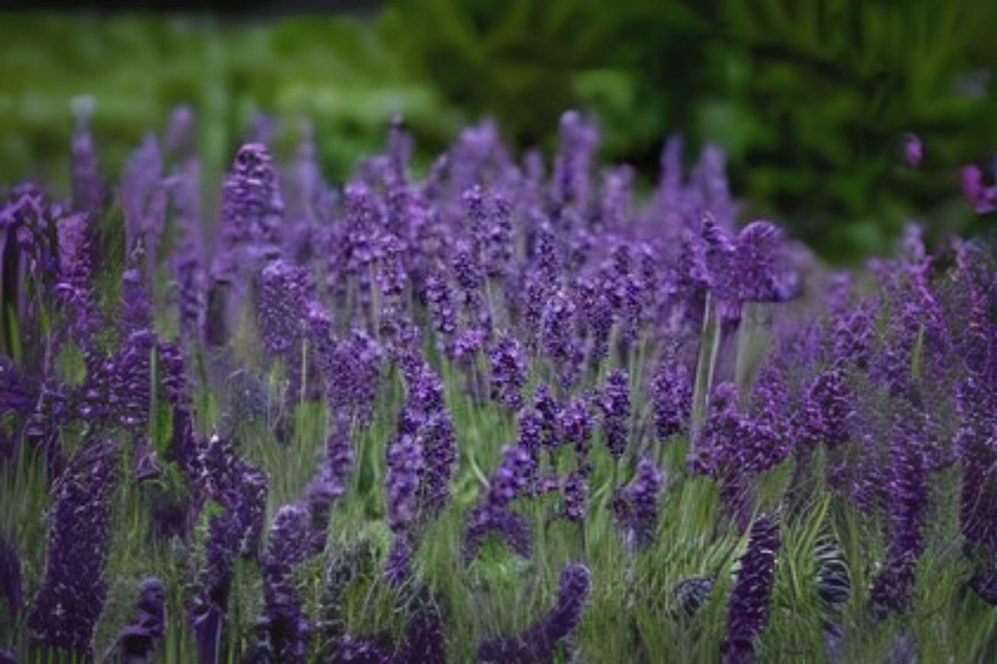 100 Vera Lavender Seeds: Fragrant Heirloom English Herb