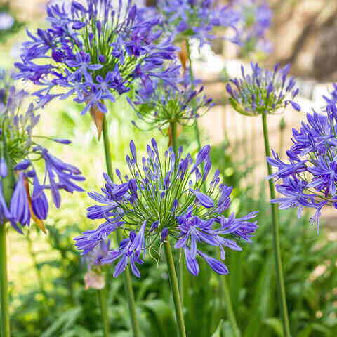 African Blue Agapanthus Live Plant 6–8” Tall - Bareroot Lily of the Nile - Hardy Perennial with Blue Blooms