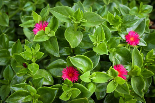 20 Aptenia cordifolia Cuttings | Baby Sun Rose Ice Plant | Unrooted 4–7” Succulent Stems | Red/Pink Groundcover for Gardens & Pots
