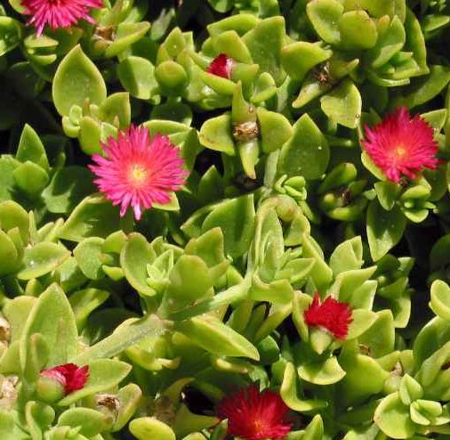 24 Aptenia Cordifolia Red Apple Cuttings | Unrooted 4–6” Sun Rose Cuttings | Succulent Ground Cover for Rooting & Landscaping