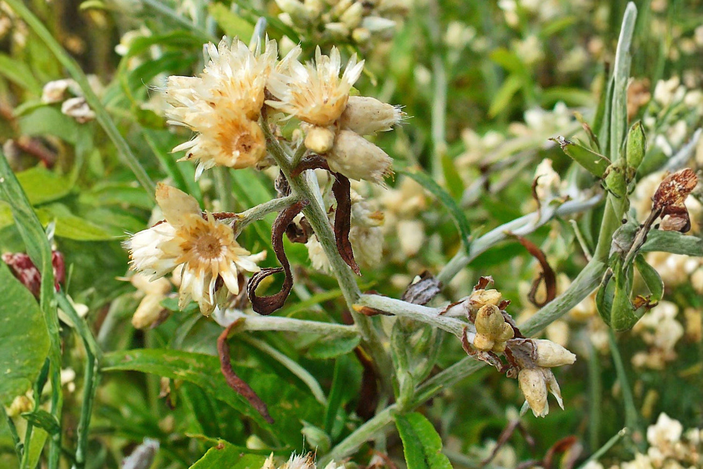 500 Seeds | Pseudognaphalium obtusifolium | Sweet Everlasting | Native Wildflower | Fragrant Dried Flower Plant
