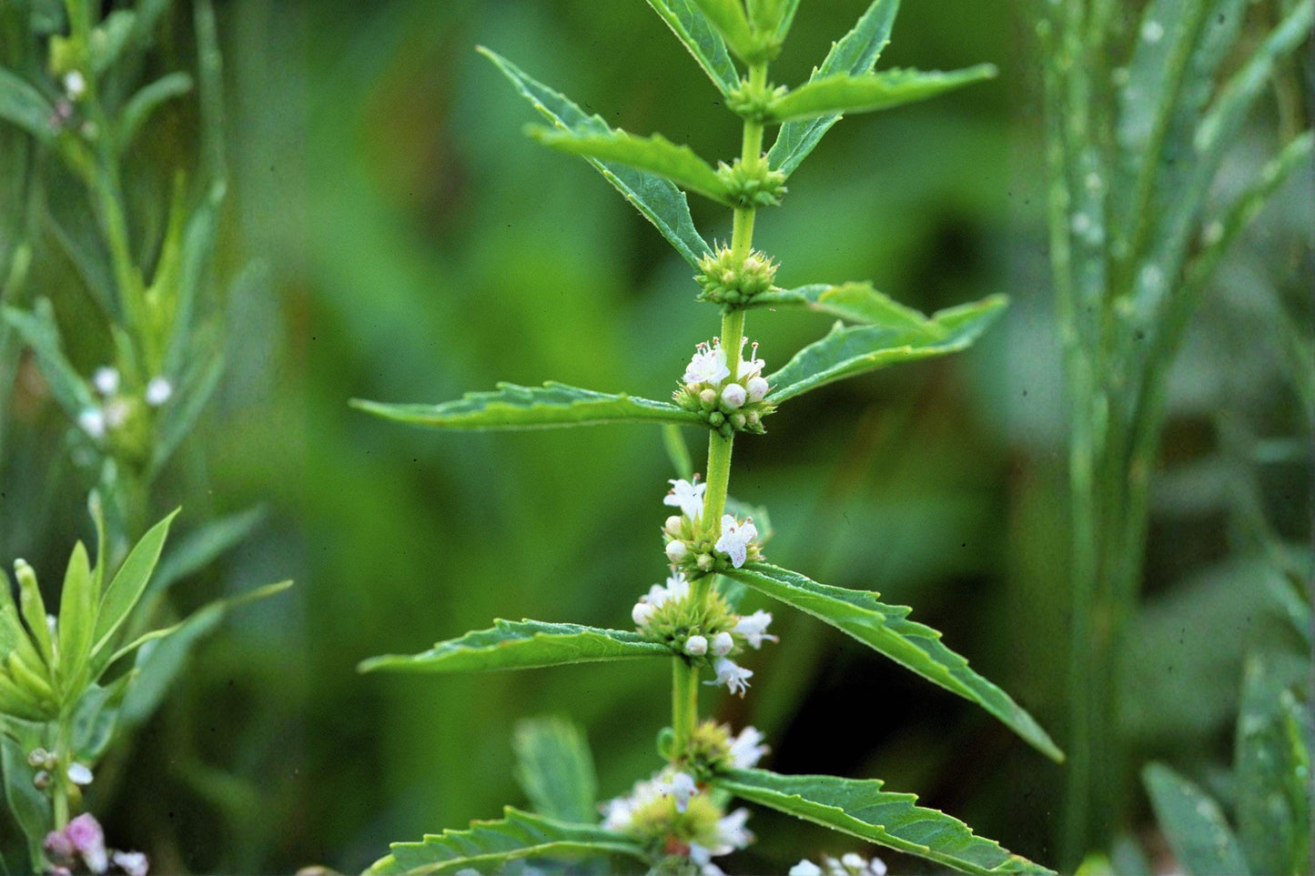 500 American Bugleweed Seeds – Lycopus americanus – Native Wetland Plant – Pollinator Friendly – Bulk Seeds
