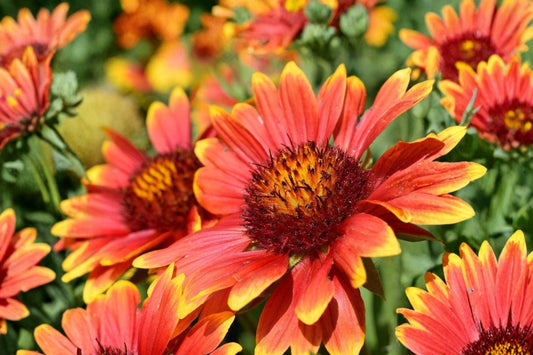 25 Blanketflower Seeds – Gaillardia aristata – Meriwether Wildflower – Drought Tolerant – Pollinator Plant