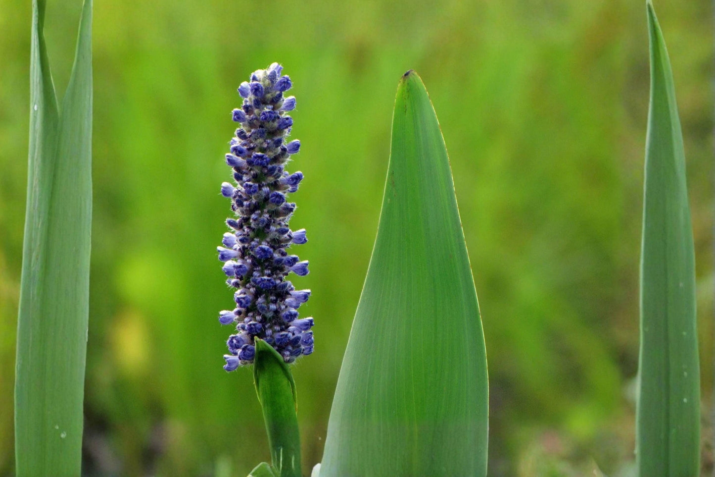 10 Pickerel Weed Seeds – Pontederia cordata – Native Aquatic Plant – Pollinator Friendly – Pond Plant