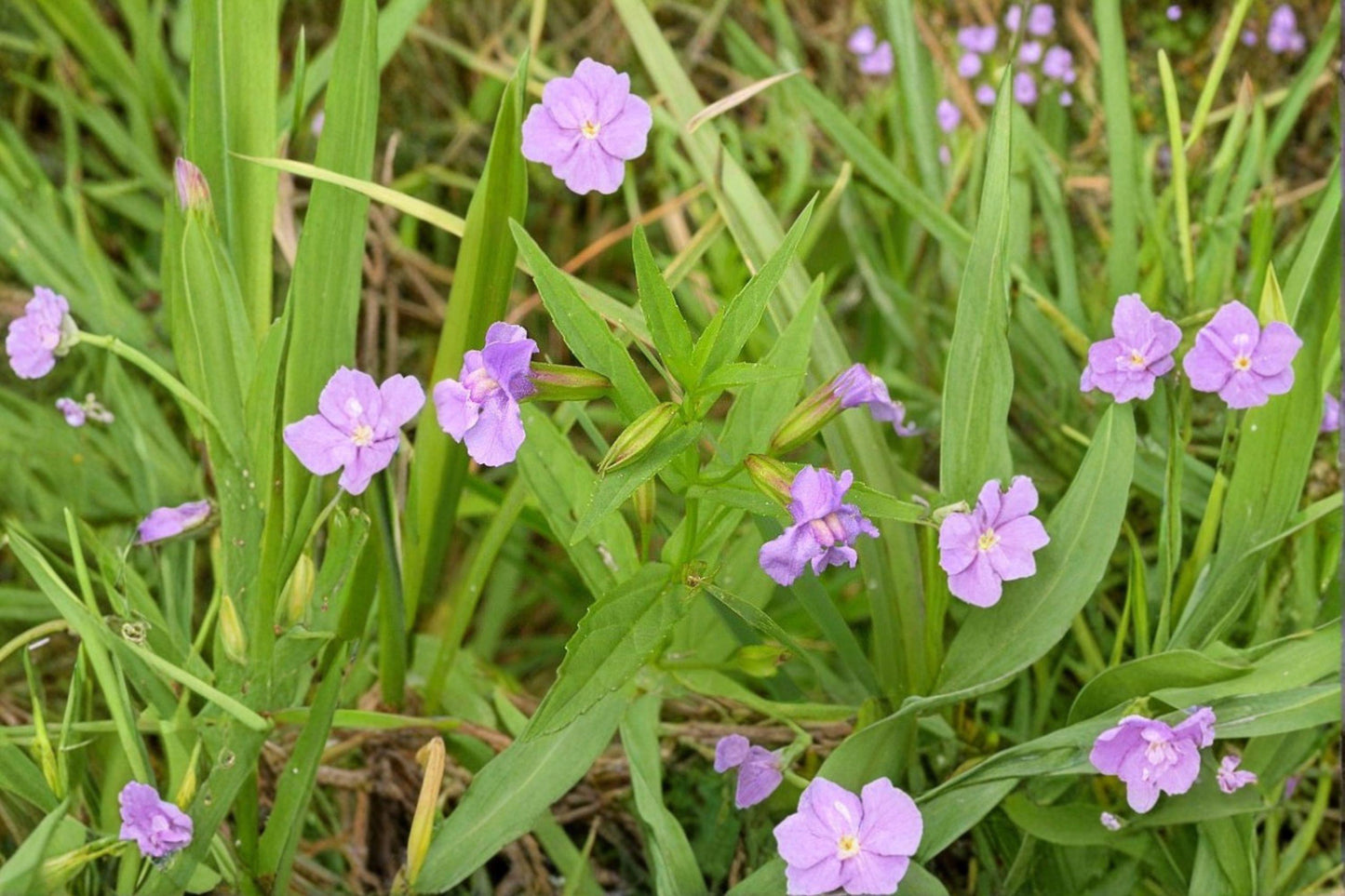 5000 Monkey Flower Seeds: Native Purple Wildflower, Wetland Perennial