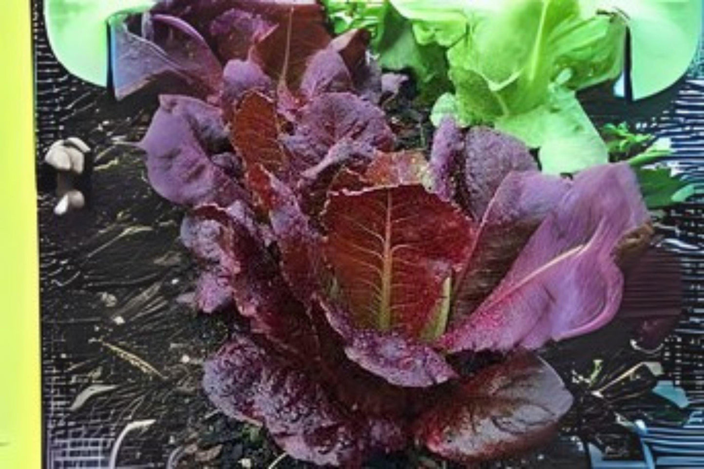 700 Red Romaine Lettuce Seeds: Heirloom Variety for Fresh Salads