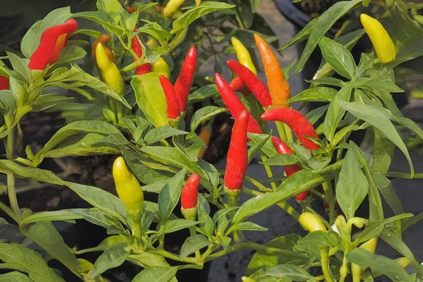 Tabasco Hot Pepper Seeds | Heirloom Chili, Capsicum Annuum (250 mg)