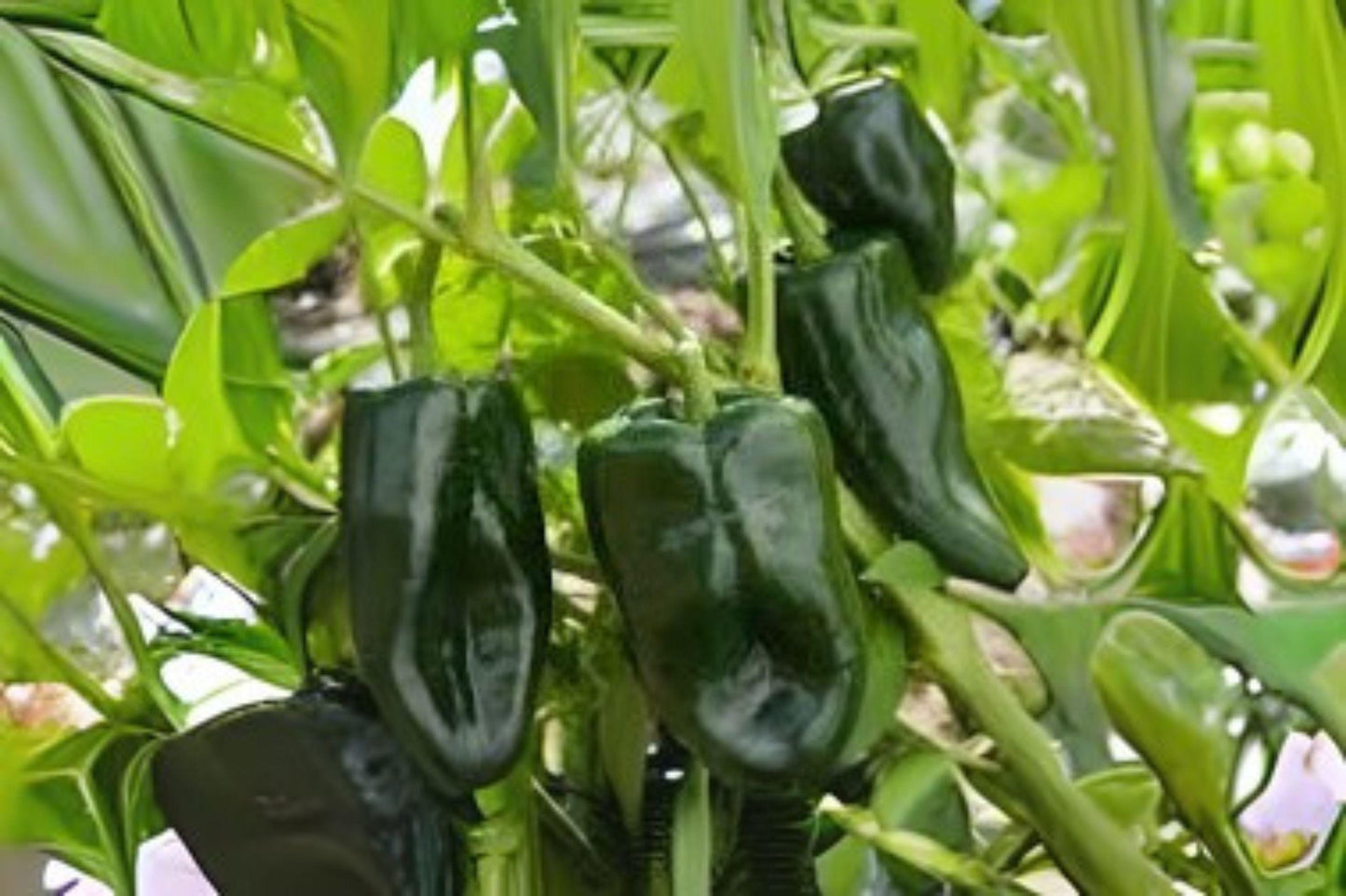 Ancho Poblano Pepper Seeds: Mild, Smoky Flavor, Non-GMO