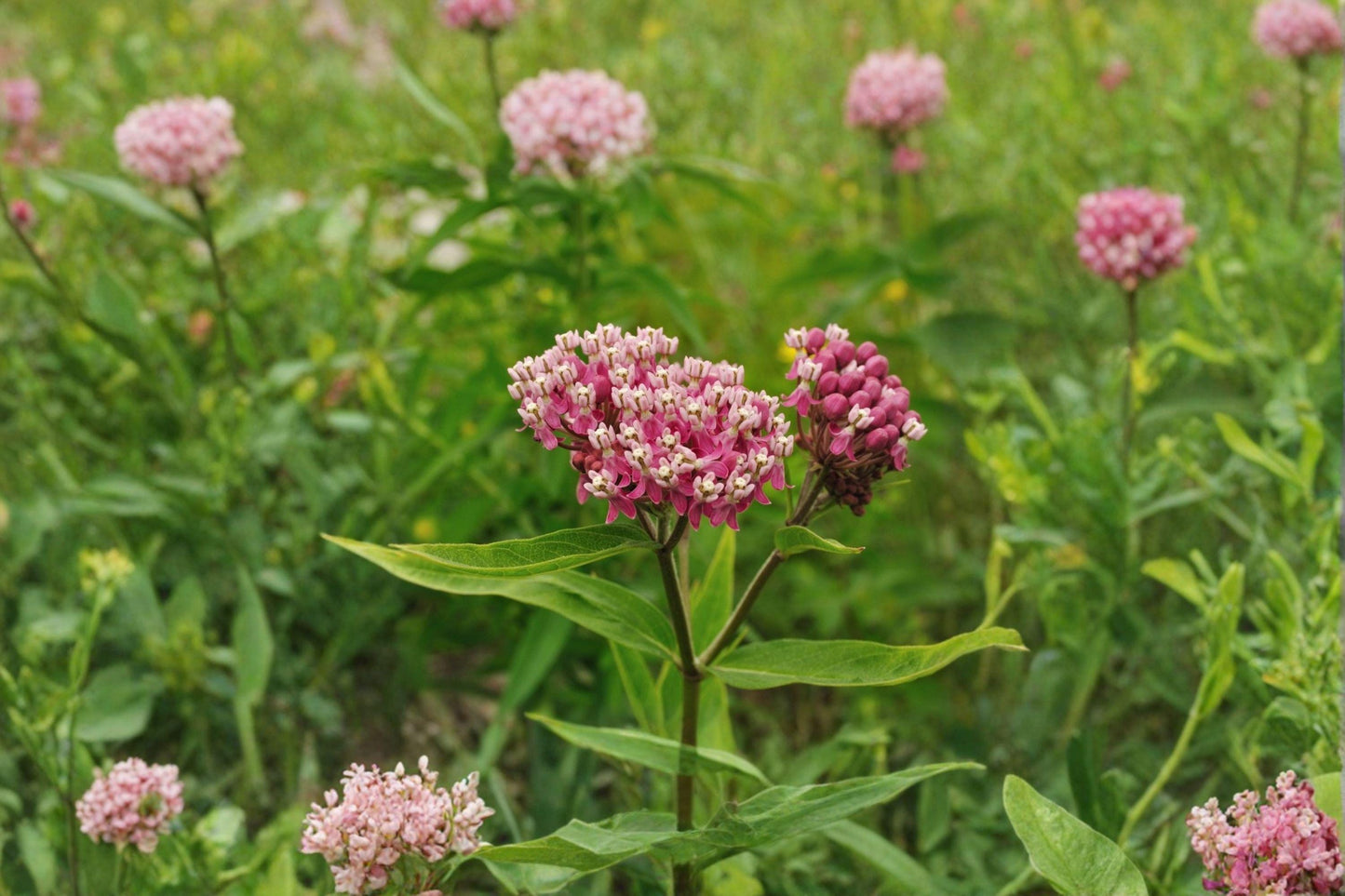 15 Rose Milkweed Seeds – Asclepias incarnata – Monarch Butterfly Host Plant