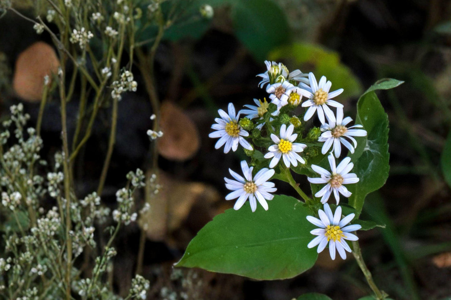 100 Drummonds Aster Seeds – Symphyotrichum drummondii – Native Wildflower