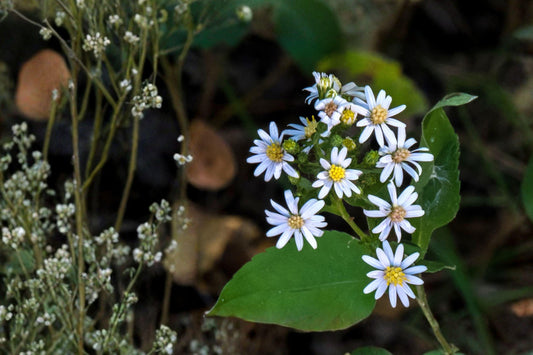100 Drummonds Aster Seeds – Symphyotrichum drummondii – Native Wildflower