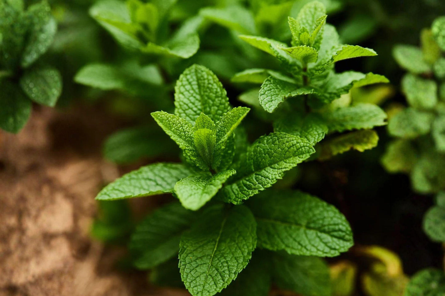 30 mg Spearmint Herb Seeds | Non-GMO Heirloom | Fragrant Mint for Tea, Cooking & Herbal Gardens