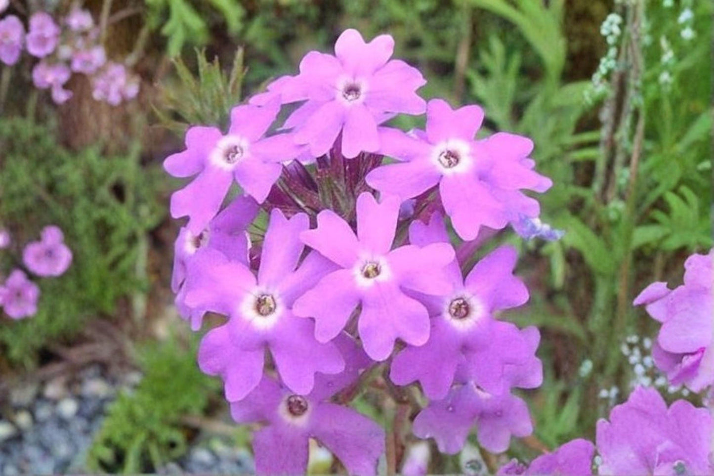 100 Moss Verbena Seeds – Verbena tenuisecta – Low Growing Purple Flower – Heat Tolerant Annual