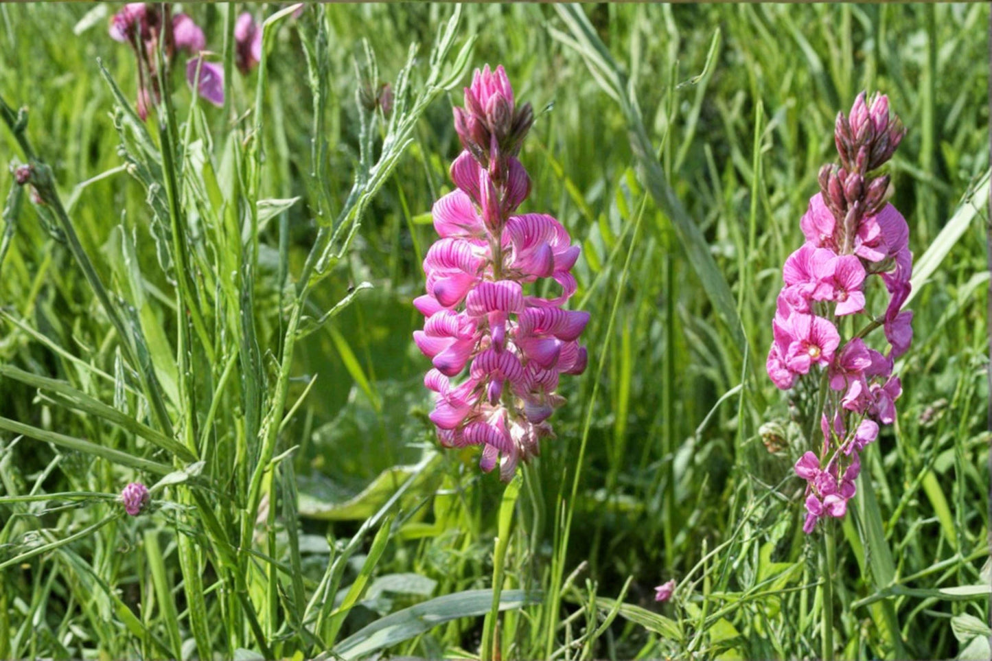 100 Sainfoin Shoshone Seeds – Onobrychis viciifolia – Forage Legume – Pollinator Plant – Nitrogen Fixer