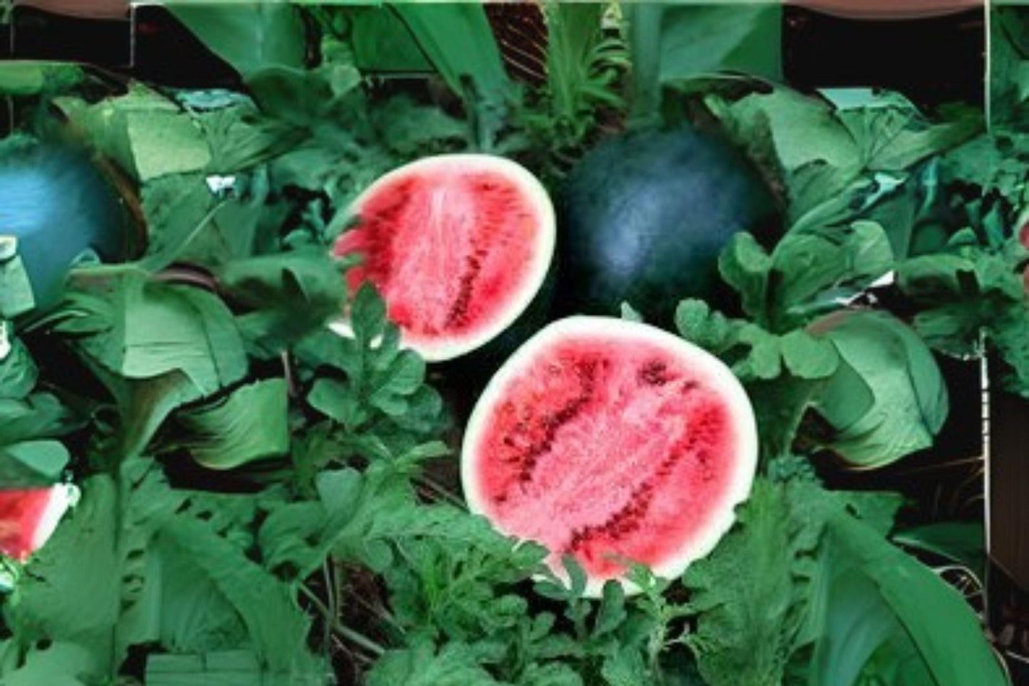 1g Seeds Sugar Baby Watermelon | Small Sweet Heirloom Melon | Garden Vegetable Seeds