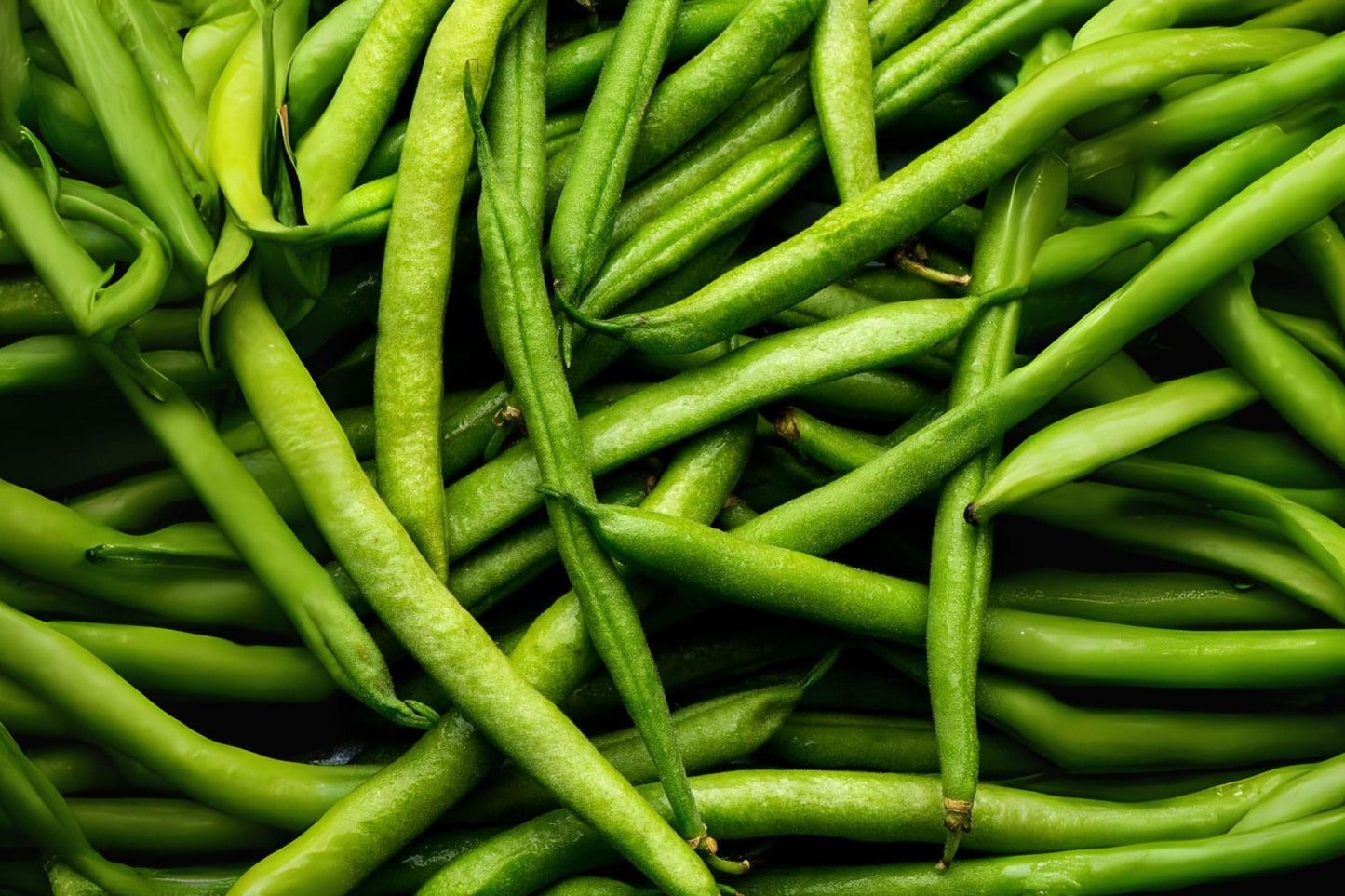 Petite Filet French Bean Seeds: Gourmet Haricots Verts for Garden