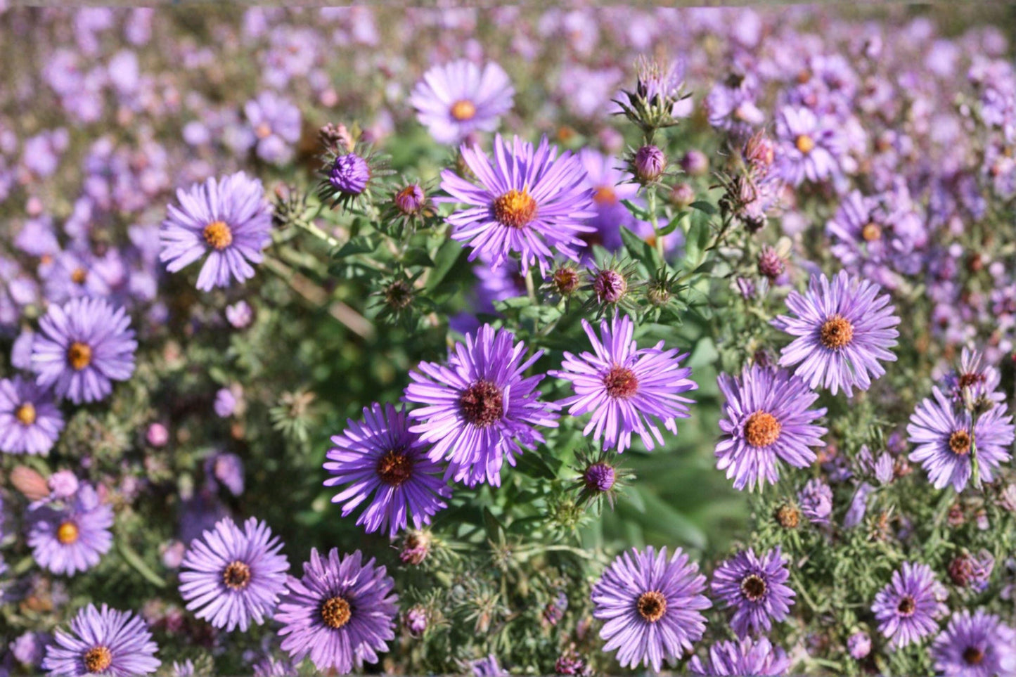 100 New England Aster Seeds – Symphyotrichum novae angliae – Native Wildflower