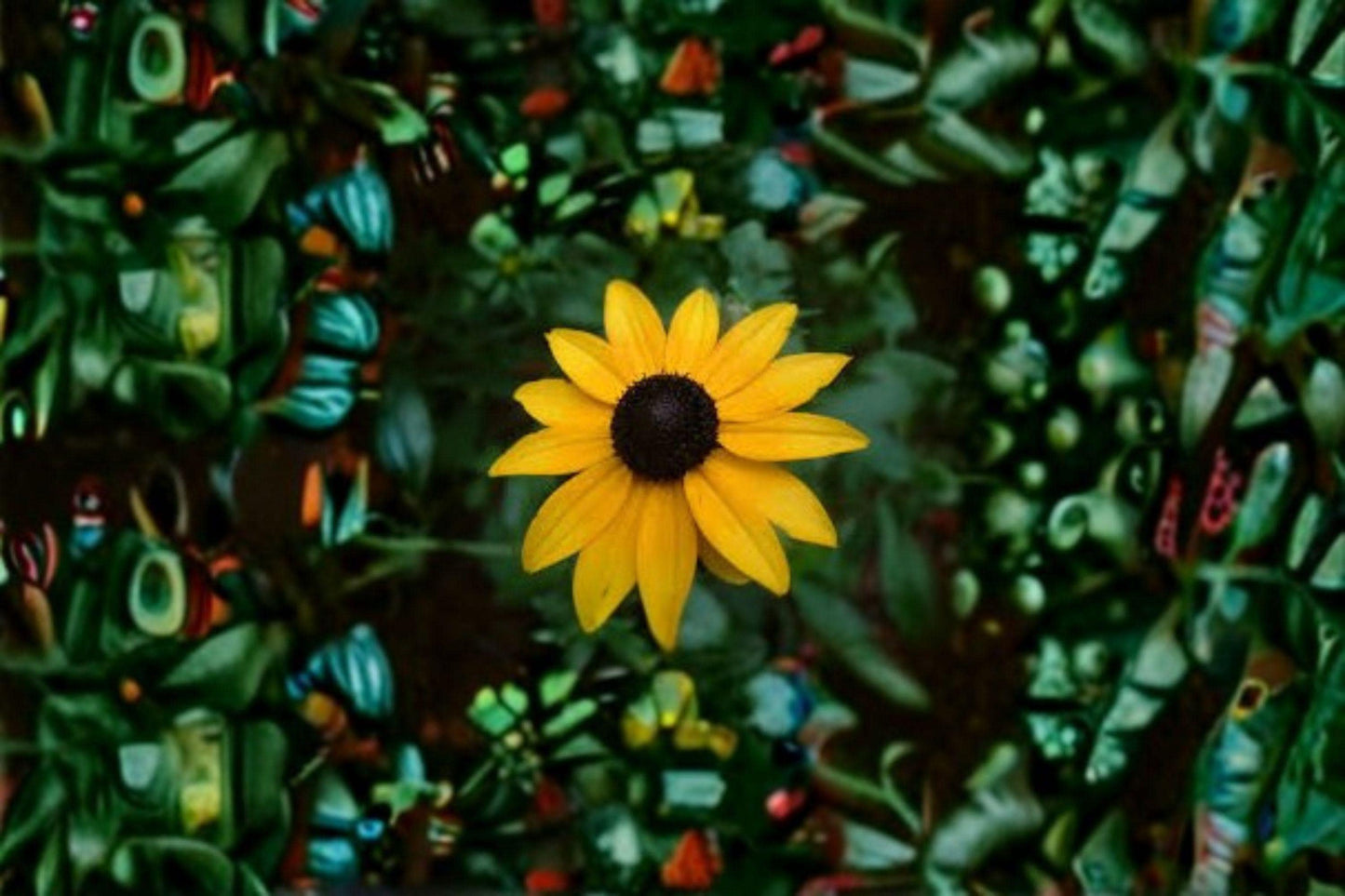 100 mg Black-eyed Susan Seeds (Rudbeckia hirta) – Bright Yellow Native Wildflower for Pollinator Gardens