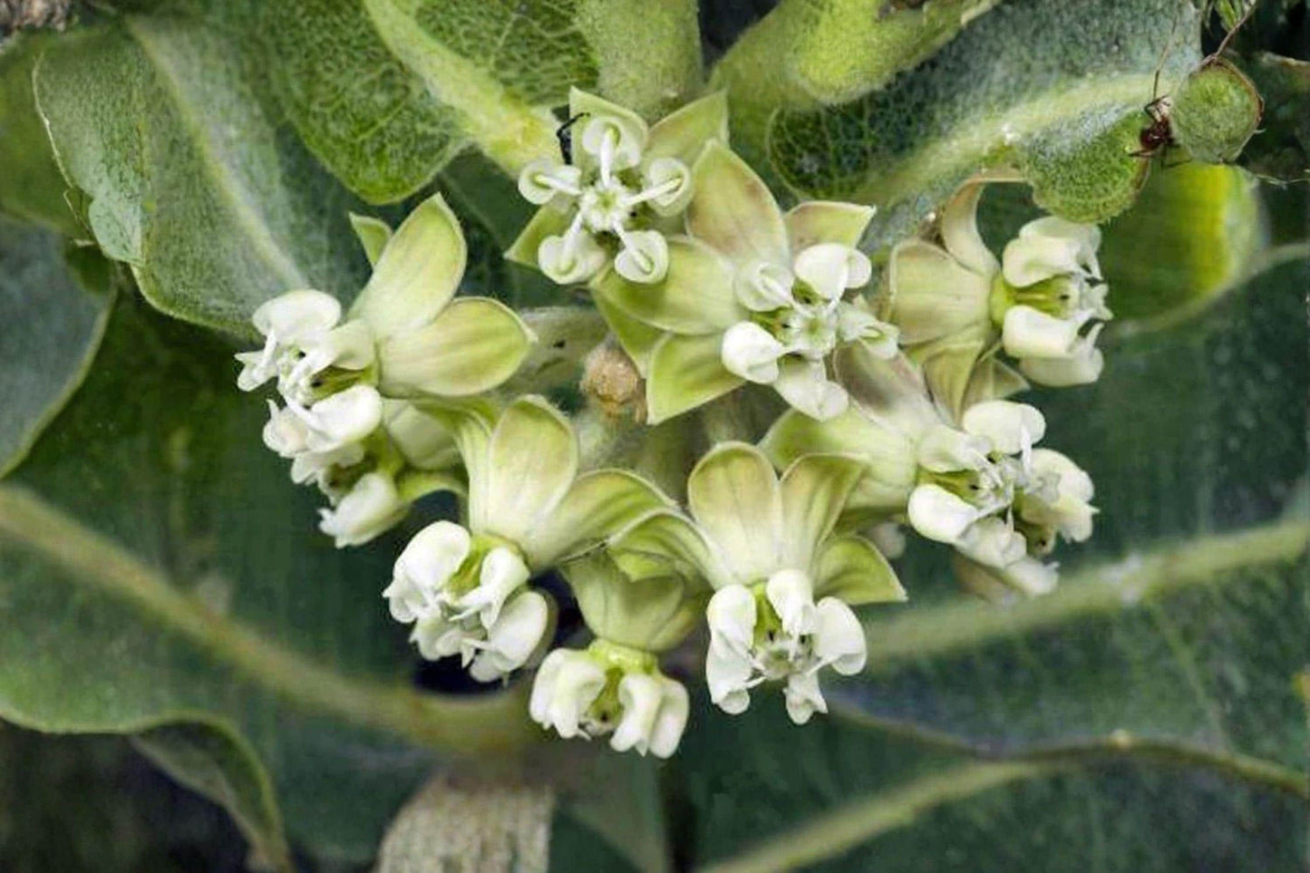 10 Western Sand Milkweed Seeds – Asclepias arenaria – Monarch Host Plant