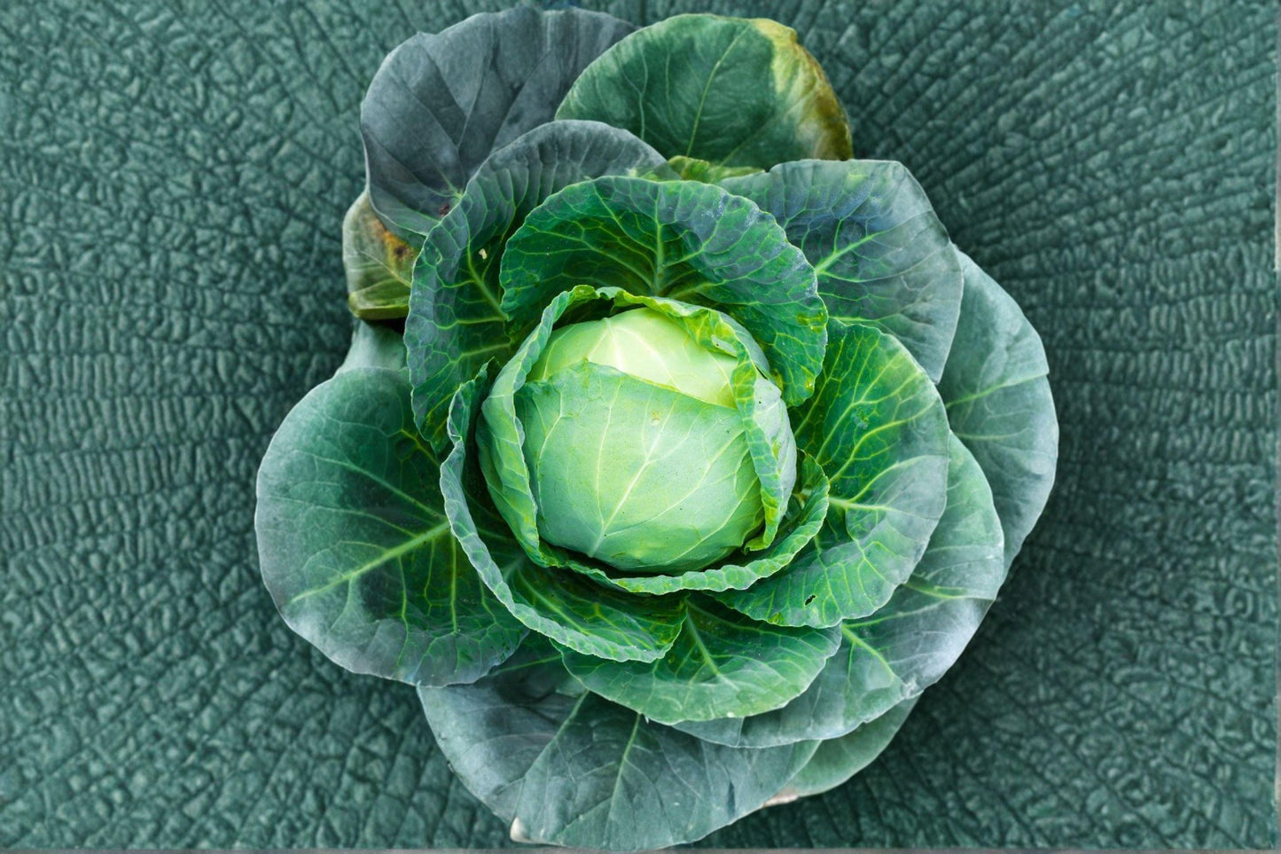 Heirloom Danish Ballhead Cabbage Seeds: Non-GMO, 1 gram