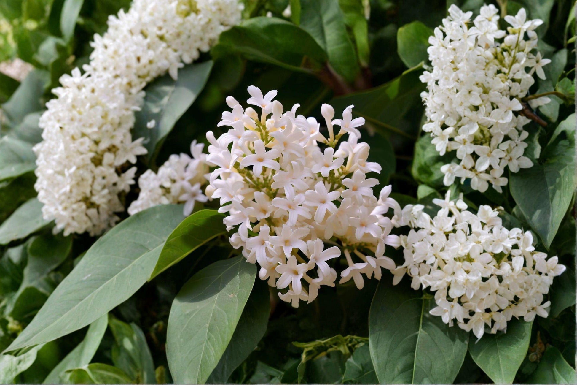 10 Japanese Tree Lilac Seeds – Syringa amurensis japonica – Fragrant F ...
