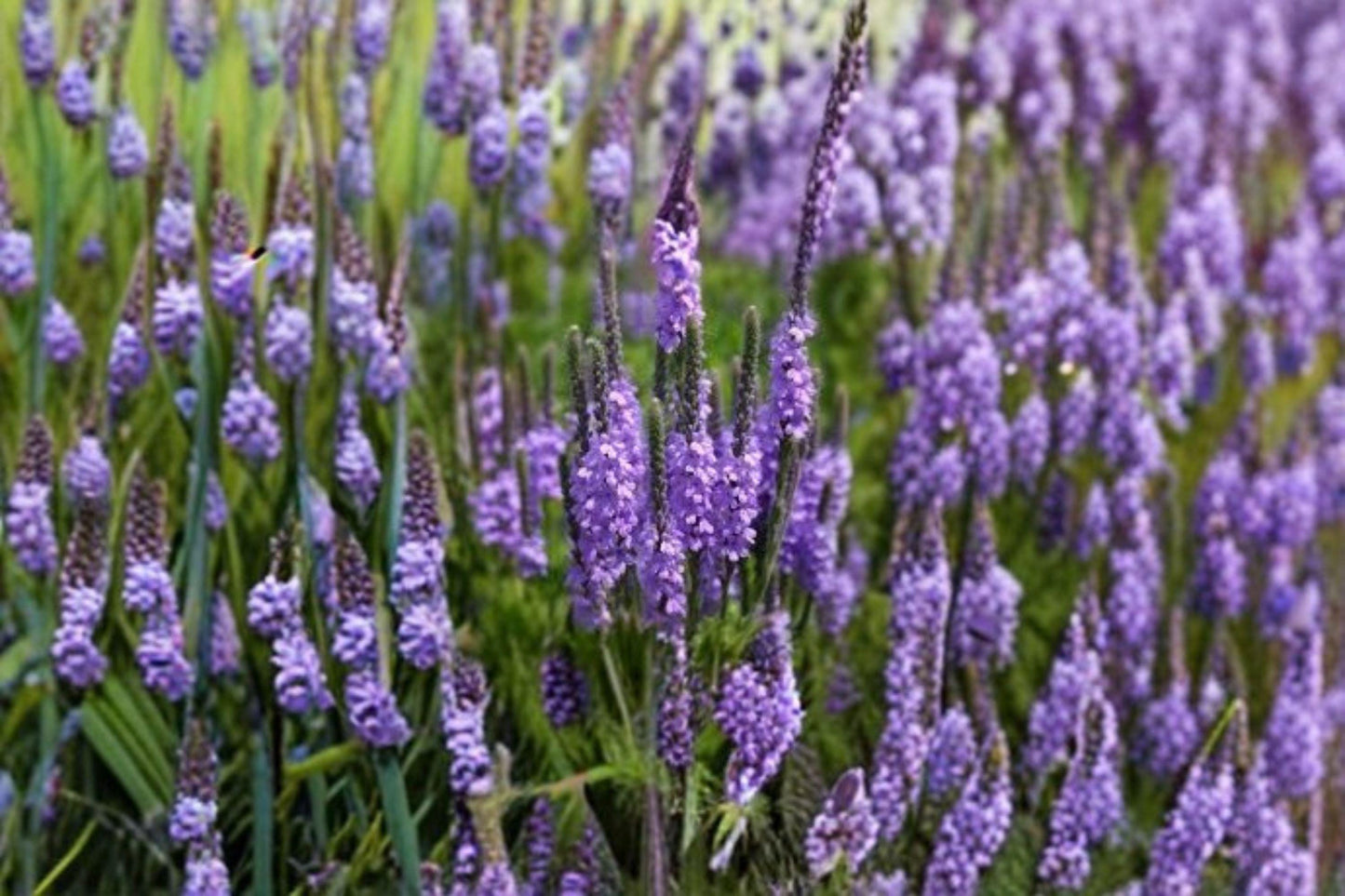 100 Hoary Vervain Seeds – Verbena stricta – Native Prairie Wildflower – Pollinator Plant