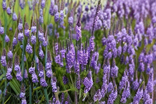 100 Hoary Vervain Seeds – Verbena stricta – Native Prairie Wildflower – Pollinator Plant