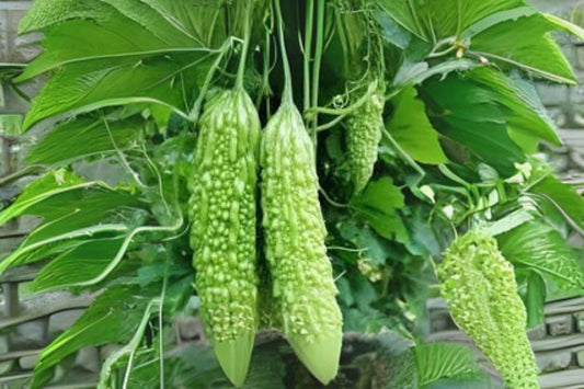 5 Bitter Melon Dark Jade Hybrid Seeds - Asian Gourd for Home Gardens
