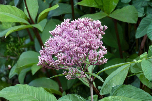100 Seeds Eutrochium fistulosum – Hollow Joe Pye Weed, Native Tall Perennial for Pollinators & Meadow Gardens