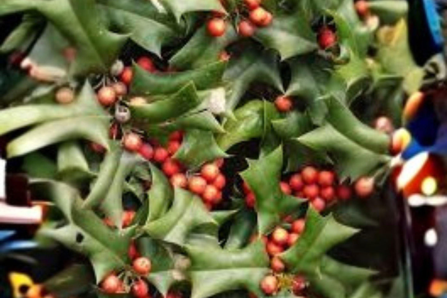 Chinese Holly Seeds: Red Berry Evergreen Shrub, Ornamental Hedge (500 mg)