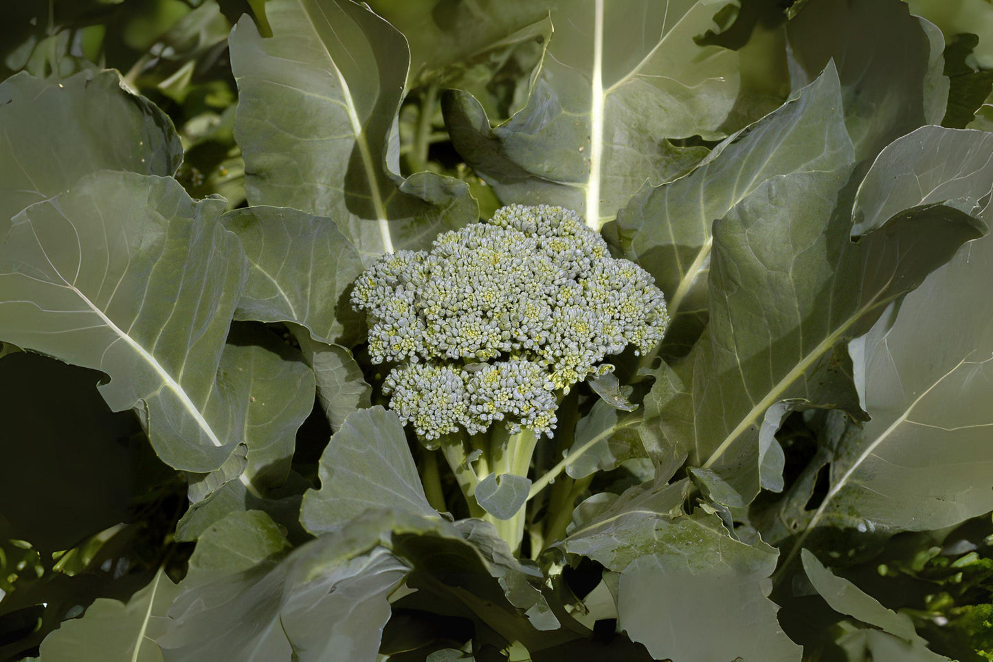 Broccoli Di Cicco Seeds: Italian Heirloom Vegetable - 300 Seeds