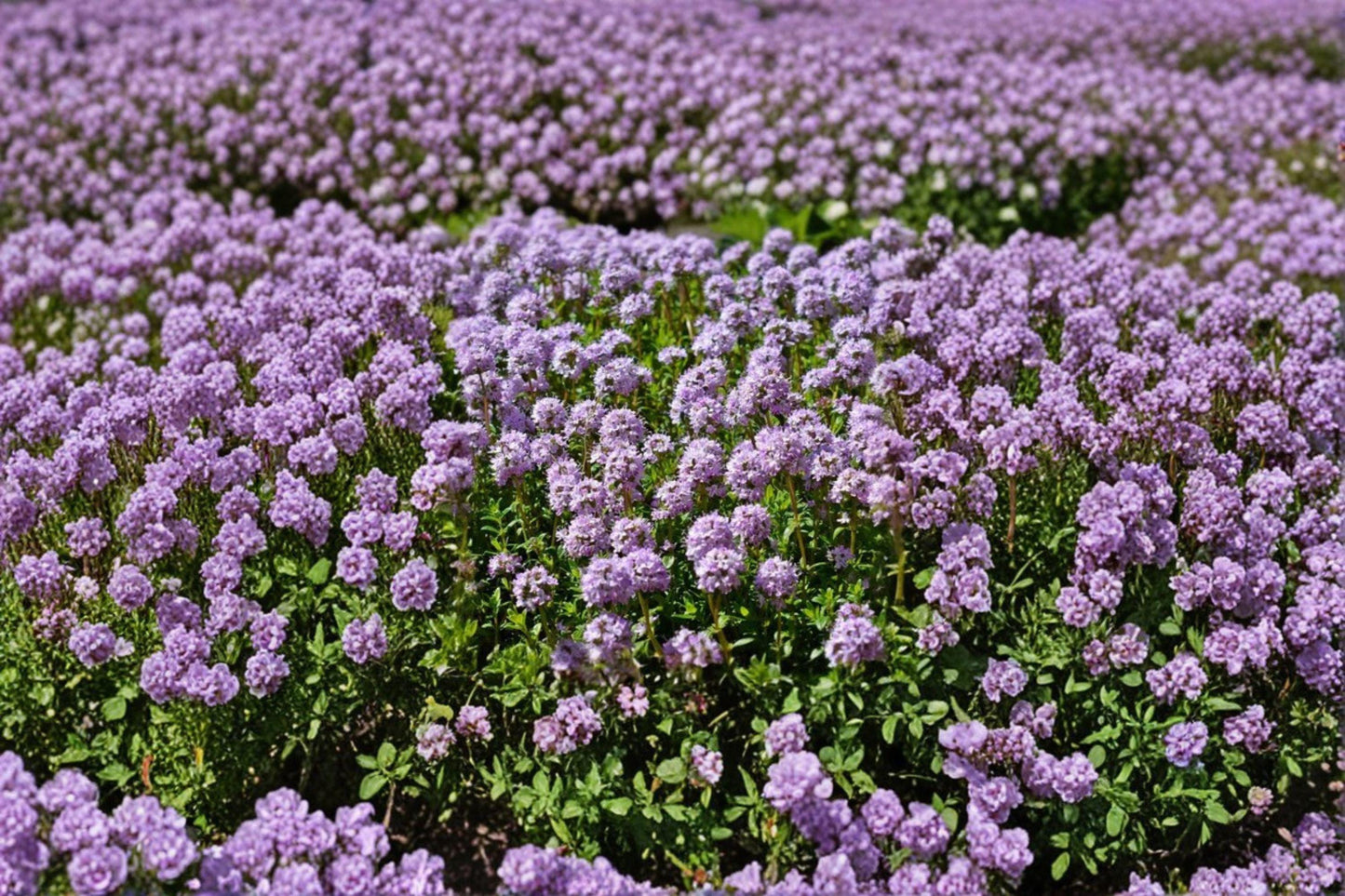 100 Creeping Thyme Seeds – Thymus serpyllum – Groundcover Herb – Pollinator Plant – Lawn Alternative