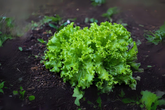 Black Seeded Simpson Lettuce Seeds: Heirloom Leafy Greens - 700 Seeds
