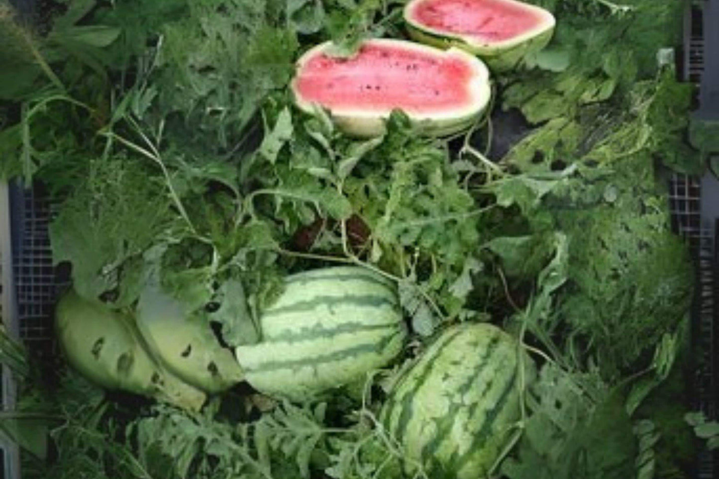 1g Seeds Jubilee Watermelon | Heirloom Large Melon | Sweet Summer Garden Seeds