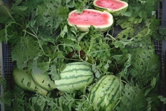 1g Seeds Jubilee Watermelon | Heirloom Large Melon | Sweet Summer Garden Seeds
